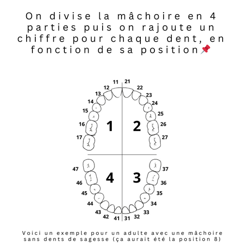 SCM Bellecour : votre dentiste vous parle en chiffre ?